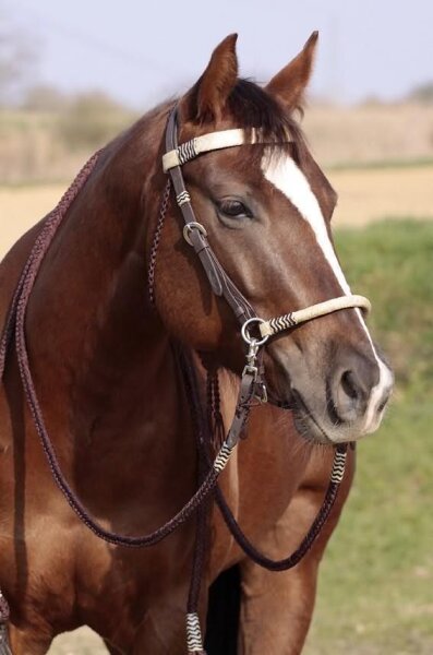 BAREFOOT Acorn Headstall Barefoot with genuine rawhide VB