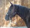 CG HEUNETZE rope reins Flavour black with braiding gray closed