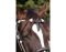 BAREFOOT headstall Oaktlet with genuine rawhide VB/WB