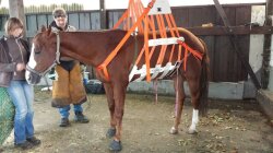 Raising harness for horses and cattles