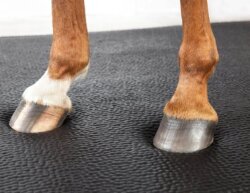 HIT Pferdebetten Comfort 2.0 1,8m x 2,4m inklusive Fracht innerhalb Deutschlands