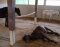 HIT Pferdebetten Comfort 2.0 1,8m x 2,4m von den Stallspezialisten