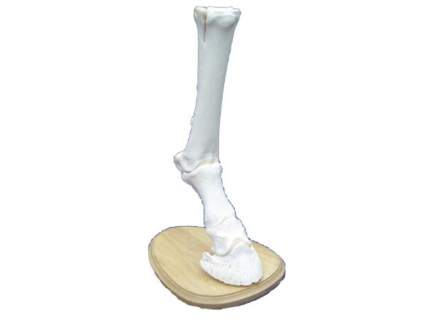 Squelette de jambe de cheval de préparation