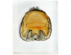 Cross section of a hoof in approx. 2.5 cm acrylic embedding
