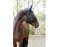 KERBL fly mask pony