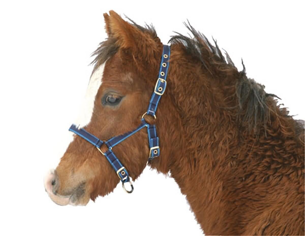 Halfter Mini Shetty "Peter" Pferdehalfter Größe Mini
