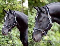 KERBL Licol Cordano avec protège-nuque bleu poney