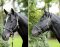 KERBL Halfter Cordano mit Nackenschoner blau pony