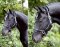 KERBL Halfter Cordano mit Nackenschoner blau pony