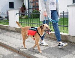 KERBL Hunde Rucksack Groß