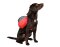 KERBL Hunde Rucksack Groß