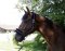 KERBL Halter Flauschi with woven fur size 3 warmblood blue