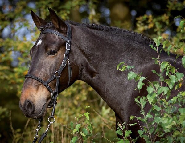 Sidepull “Syringa” incl. black reins Full only as SidePull (cross straps missing!)