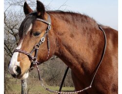 Sidepull Syringa incl. reins black Full