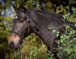 Sidepull Syringa incl. reins black Full