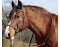 Sidepull Syringa incl. reins black Full