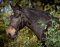 Sidepull Syringa incl. reins black Full