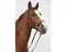 STARBRIDLE Das Original Leder braun Warmblut mit Kinnkette (ohne Kopfzeug)