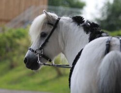 STARBRIDLE Shanks with Nose and Chin Strap Pony Dark Brown