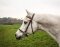 STARBRIDLE complet avec tête Zeug Pony brun