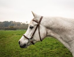 STARBRIDLE complet avec têtière extra full oak marron