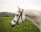 STARBRIDLE Noble Headstall without Nose Piece Full black