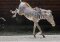 TTE® System 2000 - Das ökologische Multitalent für Reitsport und Tierhaltung