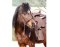 BAREFOOT Gebisslose Zäumung Walnut (Überkreuzfunktion) Pony braun