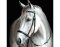 BITLESS BRIDLE Leder Kaltblut schwarz