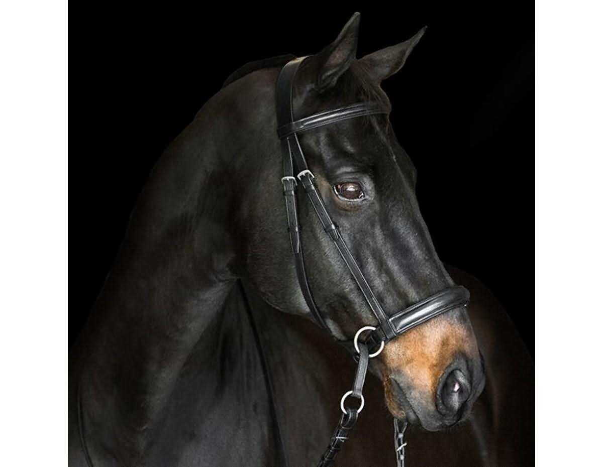 Dr cook clearance bitless bridle