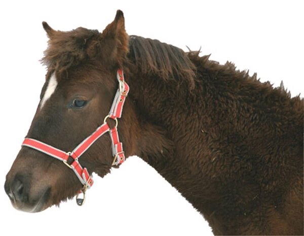 Licol Poulain Kerbl - Cuir éco - Taille Ajustable - Pour Jeunes Chevaux