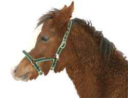 Nylon Foal / Mini-Shettland Head-Collar Exclusive