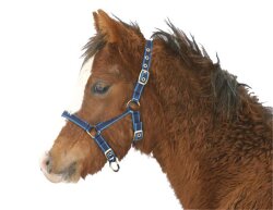 Nylon Foal / Mini-Shettland Head-Collar Exclusive