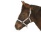 Nylon Foal / Mini-Shettland Head-Collar Exclusive