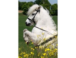 STARBRIDLE Shanks with nose and chin strap in various colours Pony