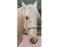 Horse-Man rope halter in professional trainer quality in many colors