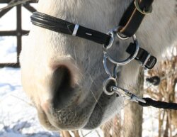 BAREFOOT Bitless Bit also great for ponies