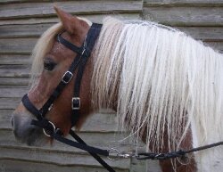 BITLESS BRIDLE Nylon Small noir