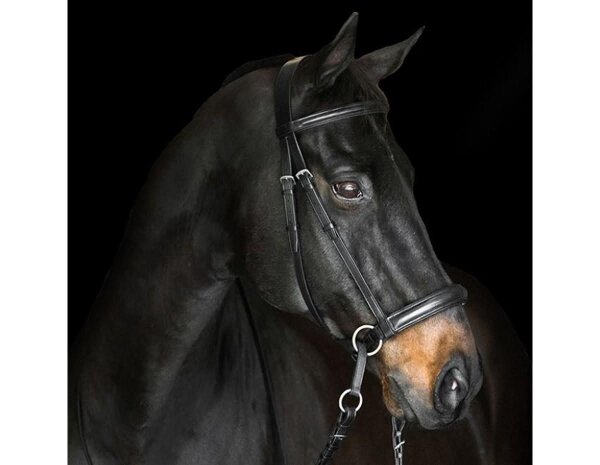 BITLESS BRIDLE Dr. R. Cook Premium Extra Full braun