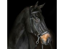 BITLESS BRIDLE Dr. R. Cook Premium Extra Full brown