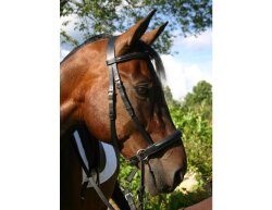 BITLESS BRIDLE Dr. R. Cook Premium Extra Full braun