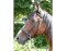 BITLESS BRIDLE Dr. R. Cook Premium Extra Full braun