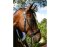 BITLESS BRIDLE Dr. R. Cook Premium Extra Full braun