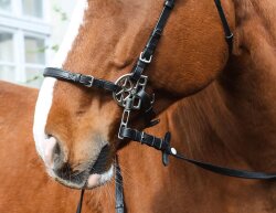 STARBRIDLE Shanks with nose and chin strap in different colors