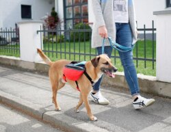 KERBL Hunde Rucksack