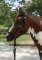 BITLESS BRIDLE Western Style black Full