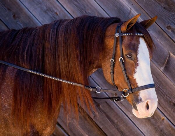 BITLESS BRIDLE Western Beta DELUXE Marron Moyen