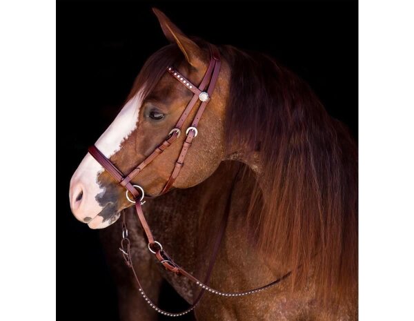 Bride Sans Mors Dr. Cook En Biothane Noir Taille Moyenne - Pour Cheval - Occasion Fonctionnelle