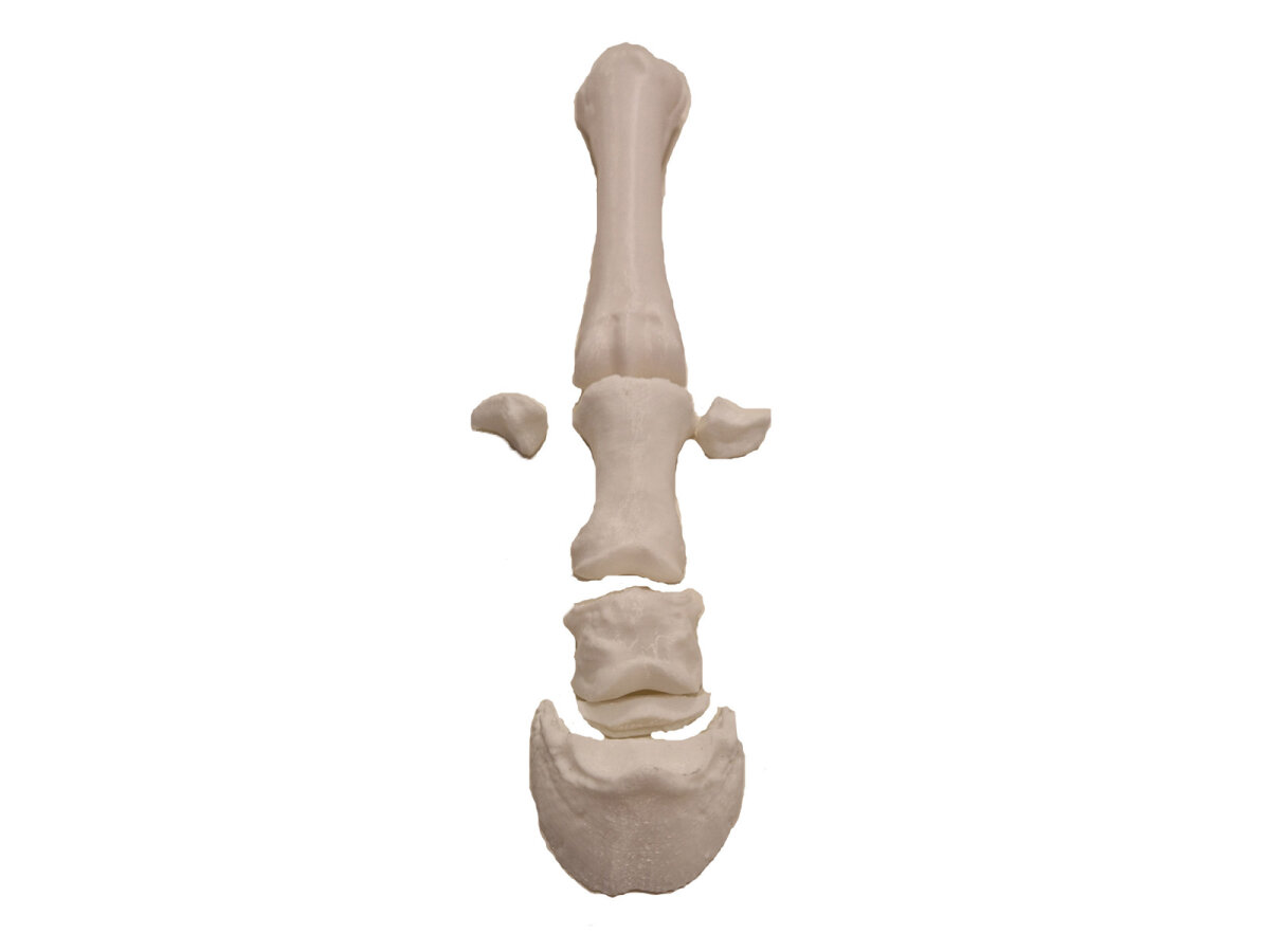 aufbewahrung sexspielzeug Sexspielzeug aus dem 3D-Drucker mit politischem Statement main image 1