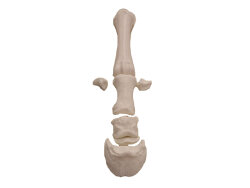 Bone set "horse foot"-3D printed plastic